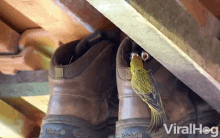 little birds boots feeding babies cute house viralhog