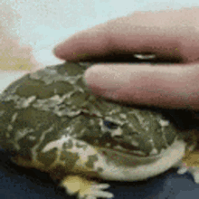 froge pet the frog