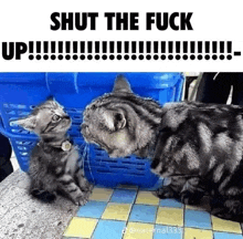 Stfu Shut Up GIF - Stfu Shut Up Cat Scream GIFs