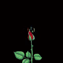 Happy Rose GIF