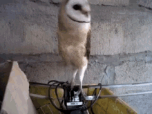 Dancing Owl GIF