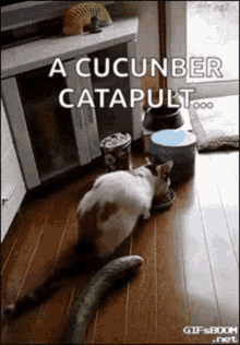 Cucumber Cat GIF