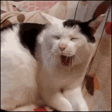 Yawn Cat GIF - Yawn Cat GIFs