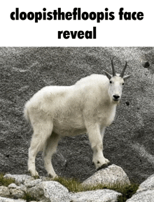a mountain goat standing on a rock with the caption cloopisthefloopis face reveal