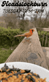 a bird is perched on a wooden deck next to a bowl of seeds