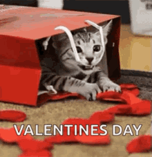 Valentines Gift GIF - Valentines Gift Cat GIFs