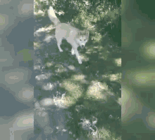 Ila Dog Husky Chasing Dog GIF - Ila Dog Husky Chasing Dog Pet GIFs