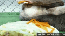 Funny Animals Sloth GIF - Funny Animals Sloth Eating GIFs