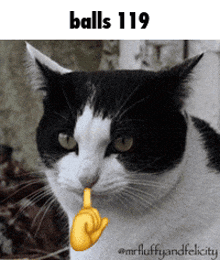 a black and white cat with balls 119 written on the top