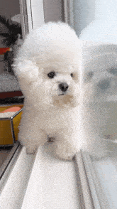 Bichon White Dog GIF - Bichon White Dog Looking GIFs