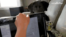 Attention Seeker The Pet Collective GIF - Attention Seeker The Pet Collective Dog GIFs