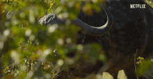 Buffalo Horns GIF - Buffalo Horns Buffalo In The Bushes GIFs