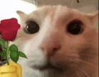 Rose Cat Cat With Rose GIF - Rose cat Cat with rose - Discover & Share GIFs