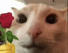 Rose Cat Cat With Rose GIF - Rose Cat Cat With Rose GIFs