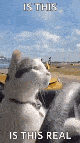 Cat Drift GIF
