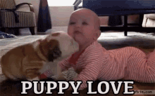 Puppy Love GIF - Puppy Love Baby Bulldog GIFs