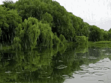 Rain Nature GIF
