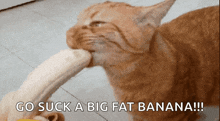 Cat Banana GIF - Cat Banana GIFs