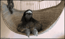 Sloth GIF - Sloth GIFs