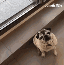 Pug The Pet Collective GIF - Pug The Pet Collective Dizzy GIFs