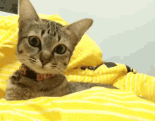 Cat Collar GIF - Cat Collar Look GIFs