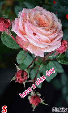 Rose Nice GIF - Rose Nice Day GIFs