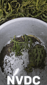 a picture of a frog in a bowl with nvdc written on the bottom