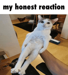 Long Cat My Honest Reaction GIF - Long Cat My Honest Reaction My Honest Reaction Meme GIFs
