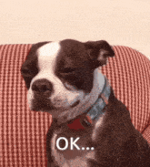 a small brown and white dog is sitting on a red and white checkered couch and says ok