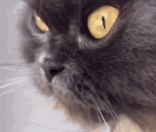 Ugly Cat Cat Ugly GIF - Ugly Cat Cat Ugly Cattitude GIFs