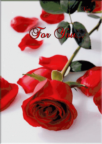 Rose Red Rose GIF - Rose Red Rose Flower - Discover & Share GIFs