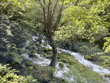 a tree stands in front of a stream in a forest