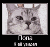 a close up of a cat 's face with russian writing on it .