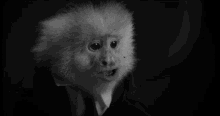 Toss An Animal Monkey GIF - Toss An Animal Monkey David Lynch GIFs