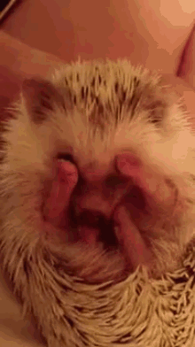 Just Let Me Wash Up First GIF - Hedgehogs Bath Cleaning GIFs
