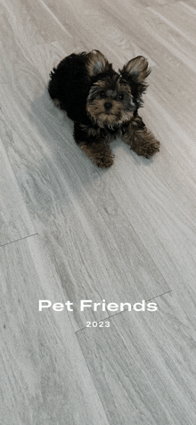 a picture of a small dog laying on a wooden floor with the year 2023 on the bottom