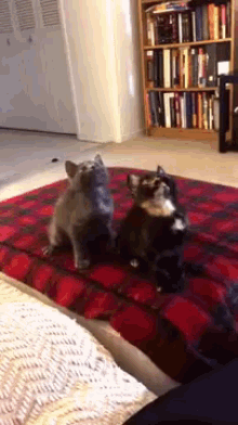 Kittens Get Turnt Up GIF - Cats Head Follow GIFs