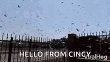 a flock of birds flying over a fence with the words `` hello from cincy '' written in the background .