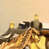 Fun Birds GIF - Fun Birds GIFs