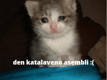 a gray and white kitten is sitting on a blue blanket with the words den katalaveno asembli written below it
