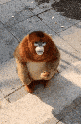 a monkey is standing on a sidewalk with its mouth open and a piece of food in its mouth .
