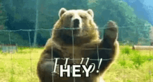 Bear Hello GIF