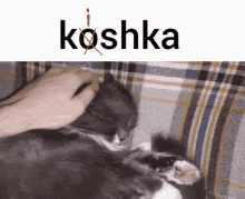 Kishka Not A Cat GIF