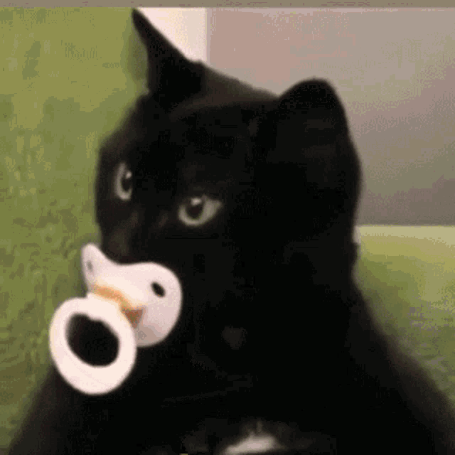 Cat Pacifier GIF - Cat Pacifier Kitten GIFs