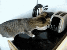 Cat Toaster GIF - Cat Toaster Shocked GIFs
