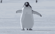 Asff Penguin GIF - Asff Penguin Penguinwalking GIFs