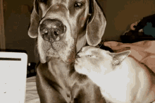 Cat And GIF - Cat And Dog GIFs