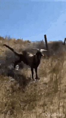 Goat Stuck Goat GIF - Goat Stuck Goat Ouch GIFs