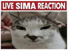Sima Spraytag GIF - Sima Spraytag Sima Cat GIFs