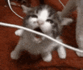 a cat is yawning while playing with a cord .